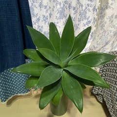 アガベアテナータの画像