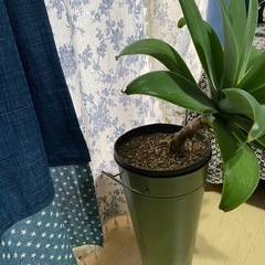 アガベアテナータの画像