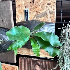 ビカクシダ　板付け　P.changの画像