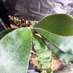 ビカクシダ　板付け　P.changの画像