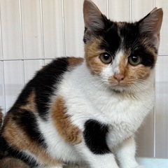 10/9(日)譲渡会可愛い三毛とサビ三姉妹