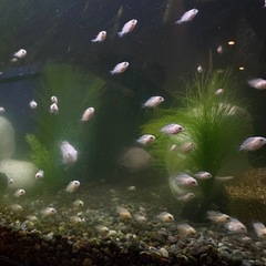 熱帯魚　プラチナパロット　稚魚10匹の画像