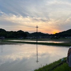 【オンライン決済　発送専用】　　　　　　
令和7年　兵庫県産　新米　ヒノヒカリ　玄米　30キロの画像