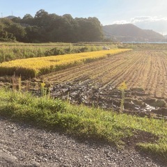 【オンライン決済　発送専用】　　　　　　
令和7年　兵庫県産　新米　ヒノヒカリ　玄米　30キロの画像