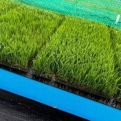 【オンライン決済　発送専用】　　　　　　
令和7年　兵庫県産　新米　ヒノヒカリ　玄米　30キロの画像