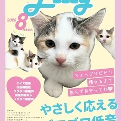 【ミケ】リリーちゃん　2025年8月生
