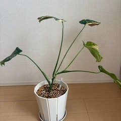 お譲り先決まりました。モンステラ　タイコンステレーションの画像