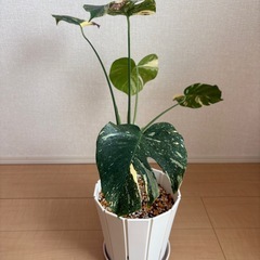 お譲り先決まりました。モンステラ　タイコンステレーションの画像