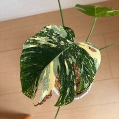 お譲り先決まりました。モンステラ　タイコンステレーションの画像