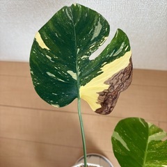 お譲り先決まりました。モンステラ　タイコンステレーションの画像