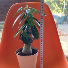 アデニウムの画像