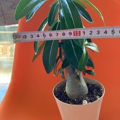 アデニウムの画像