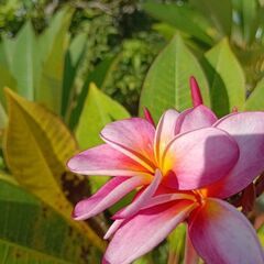 プルメリアの画像