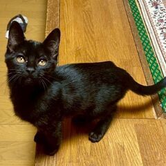 ②黒・オス【フーガ】