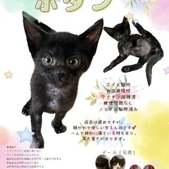 【黒猫】ボタンくん　2025.9.6生　オス