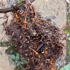 ドーフィン　イチジク　無花果　果樹　苗木 の画像