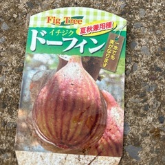 ドーフィン　イチジク　無花果　果樹　苗木 の画像