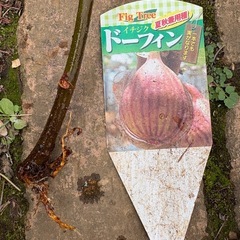 イチジク　無花果　苗木　果樹の画像