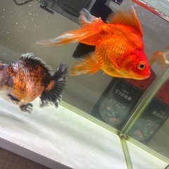 金魚、デメキン、らんちゅうの画像