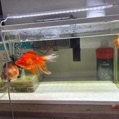 金魚、デメキン、らんちゅうの画像