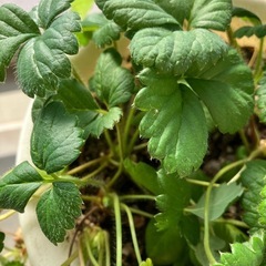 四季なりいちご苗の画像