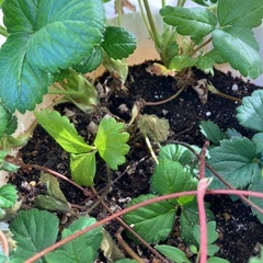 四季なりいちご苗の画像