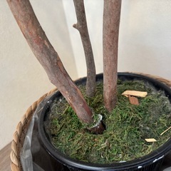 シマトネリコ　観葉植物　造花の画像