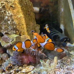 クマノミの画像