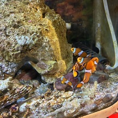 クマノミの画像