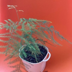 アスパラガス・ファーンの画像