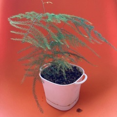 アスパラガス・ファーンの画像