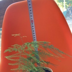 アスパラガス・ファーンの画像