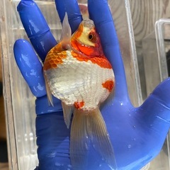 金魚　玉サバ　大きめ3匹セットの画像