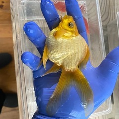 金魚　玉サバ　大きめ3匹セットの画像