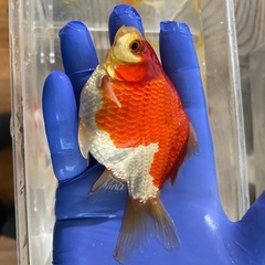 金魚　玉サバ　大きめ3匹セットの画像