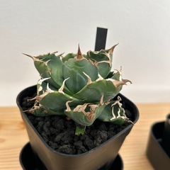 アガベ　チタノタ　魔丸の画像