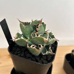 アガベ　チタノタ　魔丸の画像