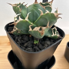 アガベ　チタノタ　魔丸の画像