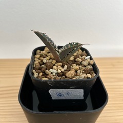 アガベ　チタノタ　魔丸の画像