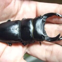 京都府産オオクワガタ F2 ♂72.2ミリ♀46.6ミリ　ペアの画像