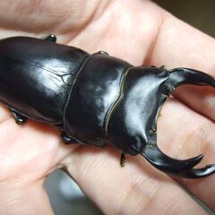 京都府産オオクワガタ F2 ♂72.2ミリ♀46.6ミリ　ペアの画像