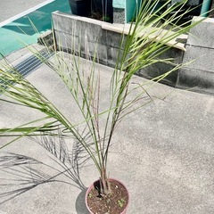 寒さに強い　ココスヤシ　鉢植え　5年生　の画像