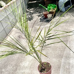 寒さに強い　ココスヤシ　鉢植え　5年生　の画像
