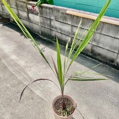 寒さに強い　ココスヤシ　鉢植え　5年生　の画像