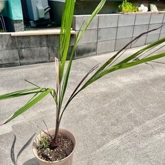 寒さに強い　ココスヤシ　鉢植え　5年生　の画像