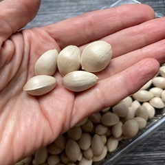 無農薬　ギンナン200グラムの画像