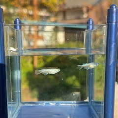 #64 松井ヒレナガミユキメダカ　2匹の画像