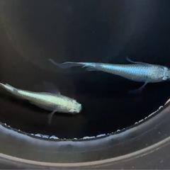 #64 松井ヒレナガミユキメダカ　2匹の画像