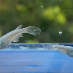 #64 松井ヒレナガミユキメダカ　2匹の画像