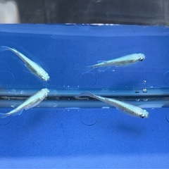 #64 松井ヒレナガミユキメダカ　2匹の画像